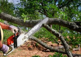 Benjamin, UT Tree Care  Company