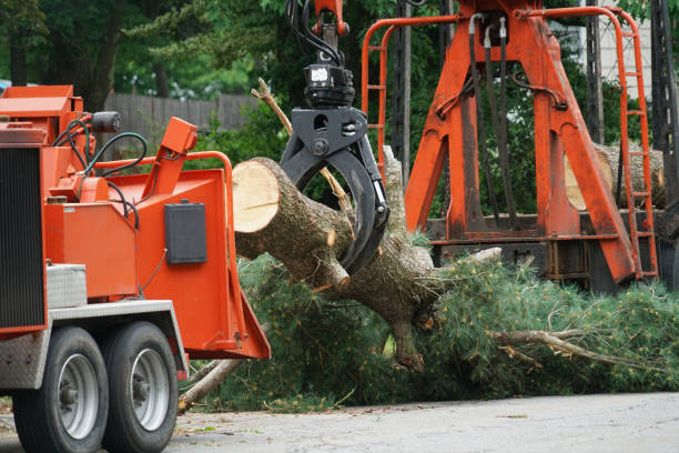 How Our Tree Care Process Works  in  Benjamin, UT